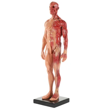 Manechin Modele De Anatomia Corpului Uman Sculptura Manechine Rășină Desktop Decor - Imagine 1  