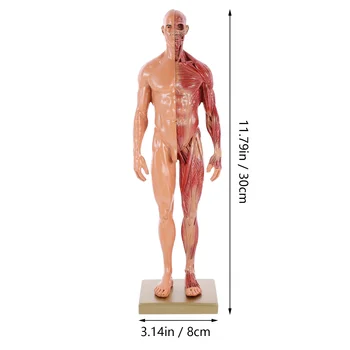 Manechin Modele De Anatomia Corpului Uman Sculptura Manechine Rășină Desktop Decor - Imagine 2  