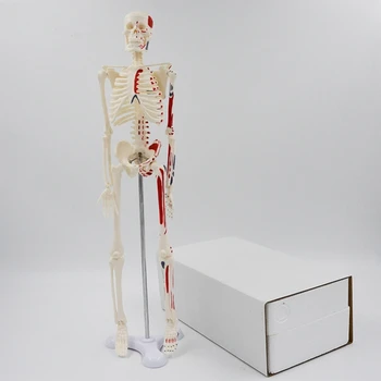 Schelet uman Model de Anatomie 17